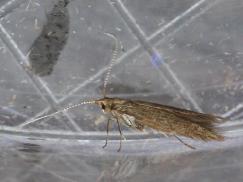 Coleophora sp.